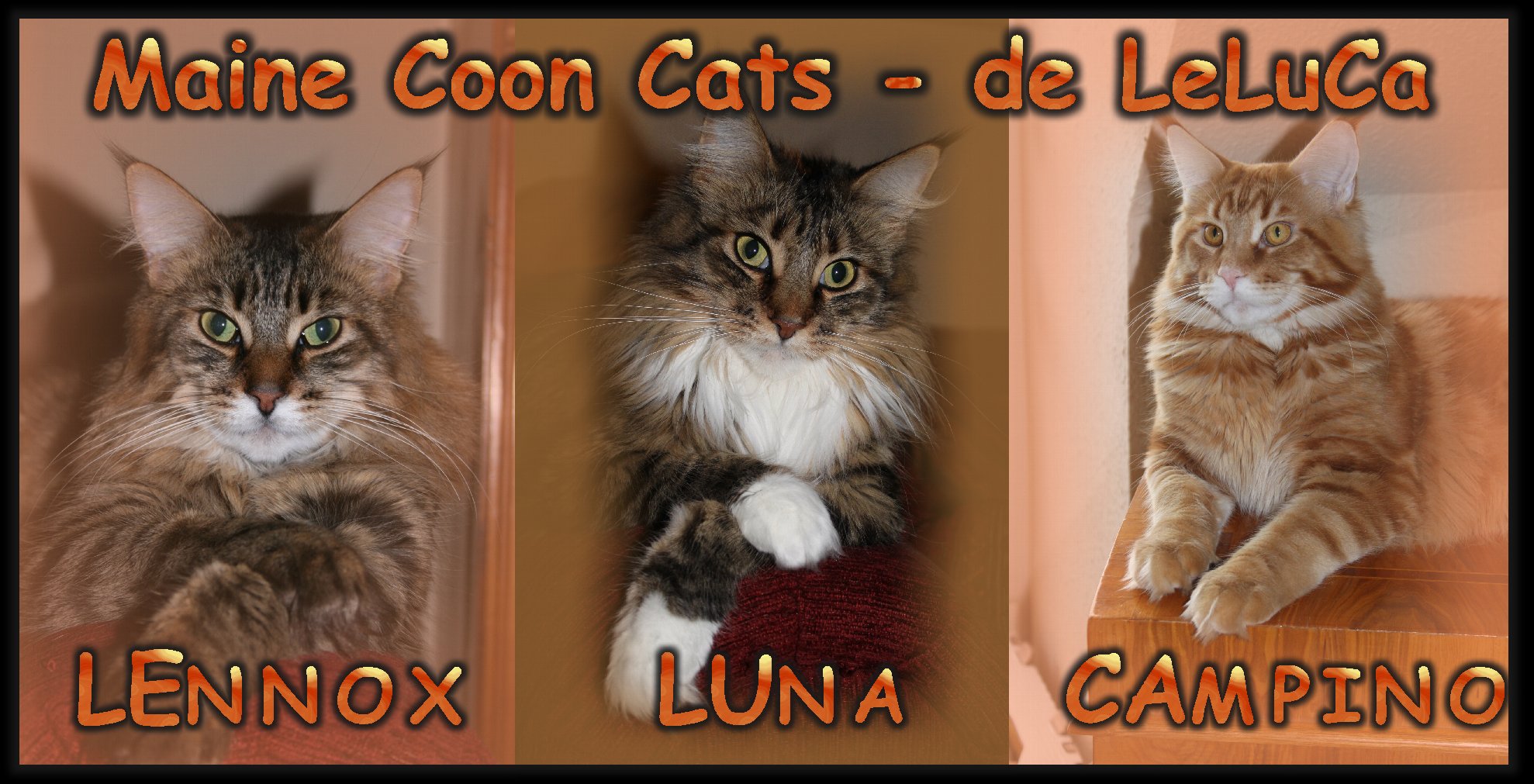 leluca_-_Maine_Coon_Cats_de_LeLuCa_small